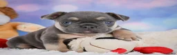 French Bulldog dogs for sale: Petunia - Ad 12