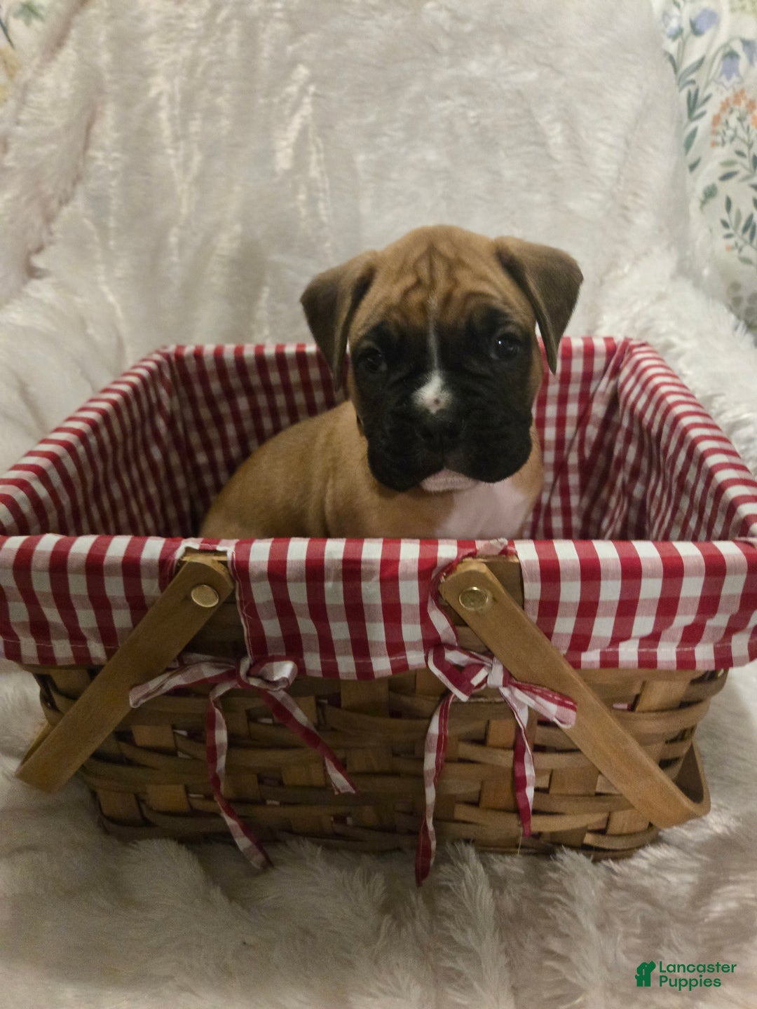 Boxer dogs for sale: Comet - Ad 1