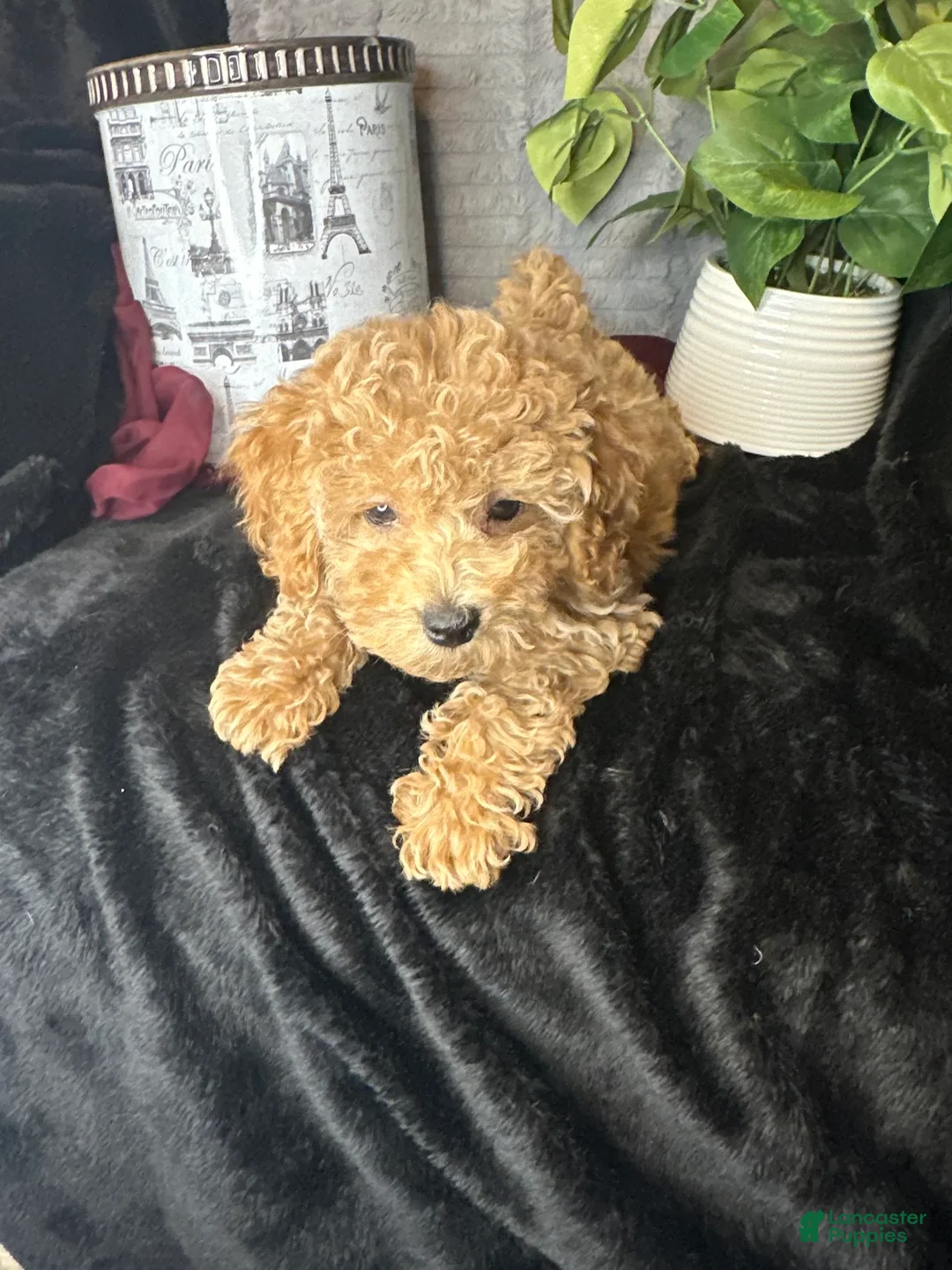 Toy Poodle dogs for sale: Feebee - Ad 2