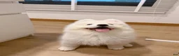 Samoyed dogs for sale: Mona - Ad 3