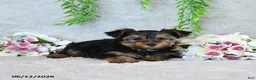 Yorkshire Terrier dogs for sale: Carolyn - Ad 4