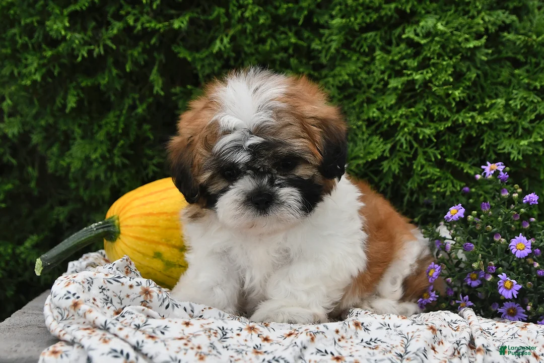 Teddy Bear dogs for sale: Todd - Ad 2