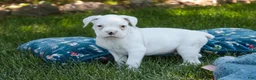 Boxer dogs for sale: Darius - Ad 2