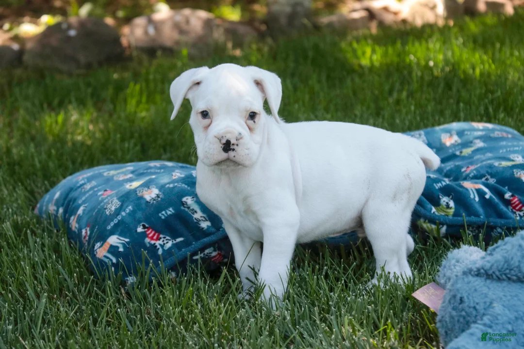 Boxer dogs for sale: Darius - Ad 2
