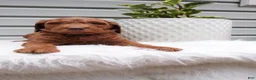 Goldendoodle dogs for sale: Stripes  - Ad 4