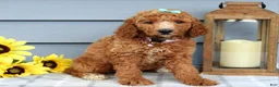 Standard Poodle dogs for sale: Millie - Ad 5