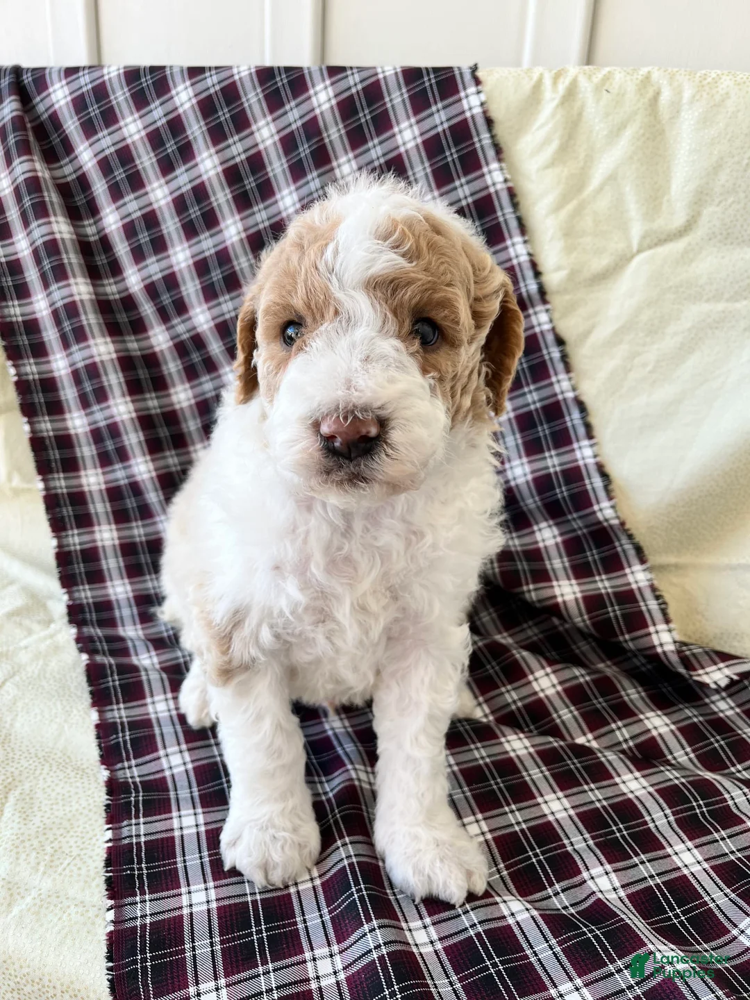 Airedale Terrier dogs for sale: John - Ad 5