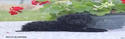 Miniature Poodle dogs for sale: Nevin - Ad 7