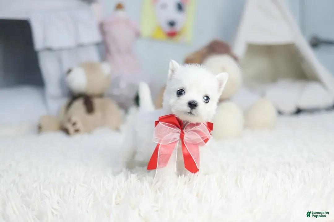 West Highland White Terrier (West Highland White Terrier, Female) in Brooklyn, NY