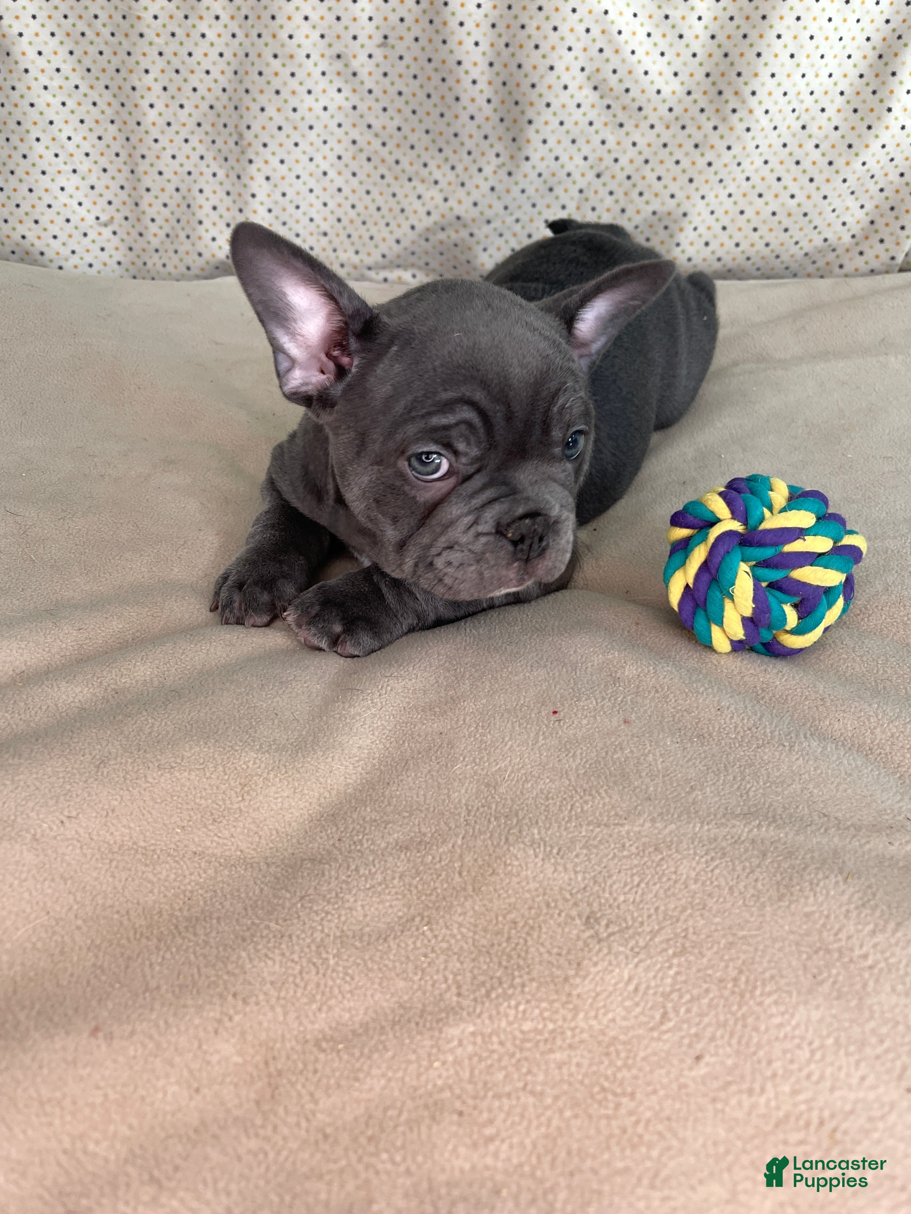 Frenchton dogs Luca blue   - Ad 2