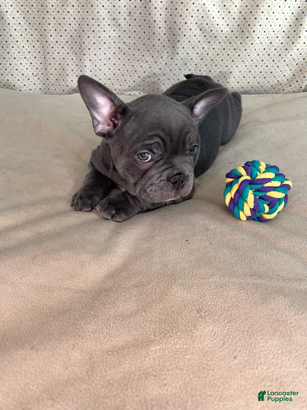 Frenchton dogs for sale: Luca blue   - Ad 2