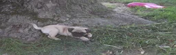 Jug dogs for sale: Tisha - Ad 3