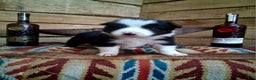 Border Collie dogs for sale: Border Collie Puppy 5 - Ad 1