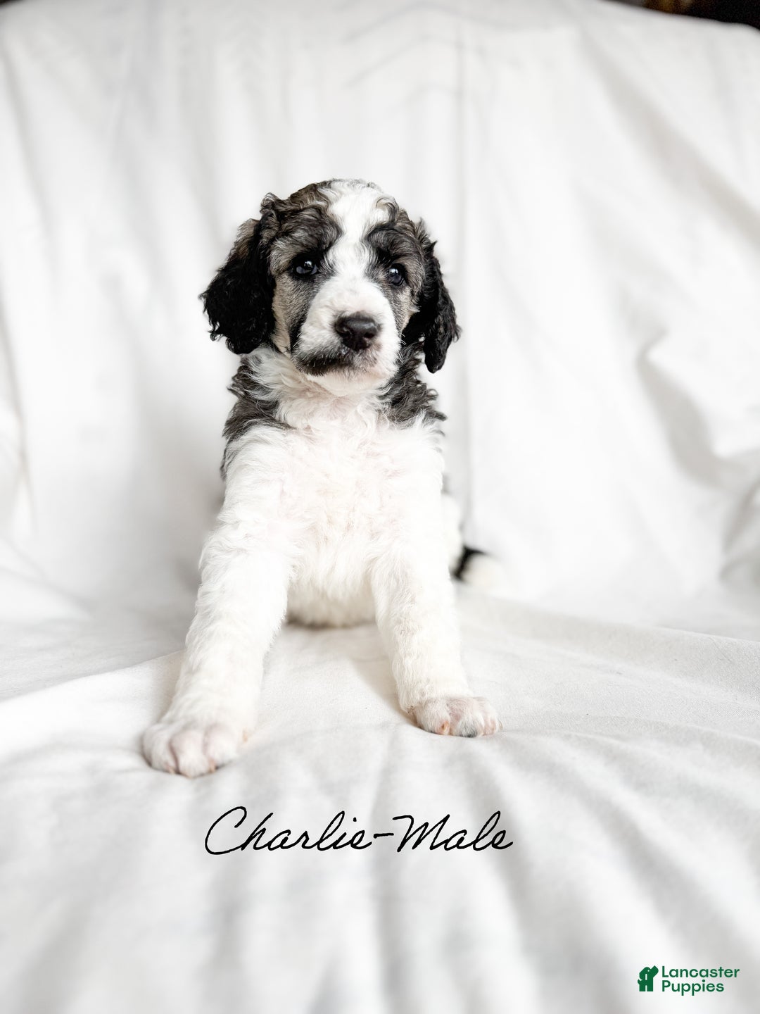 Standard Poodle dogs for sale: Charlie AKC - Ad 2