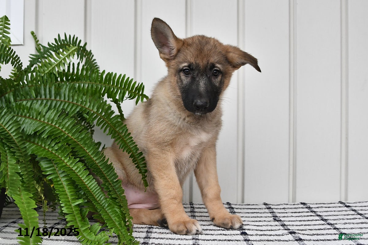 German Shepherd dogs Kayla - Ad 30