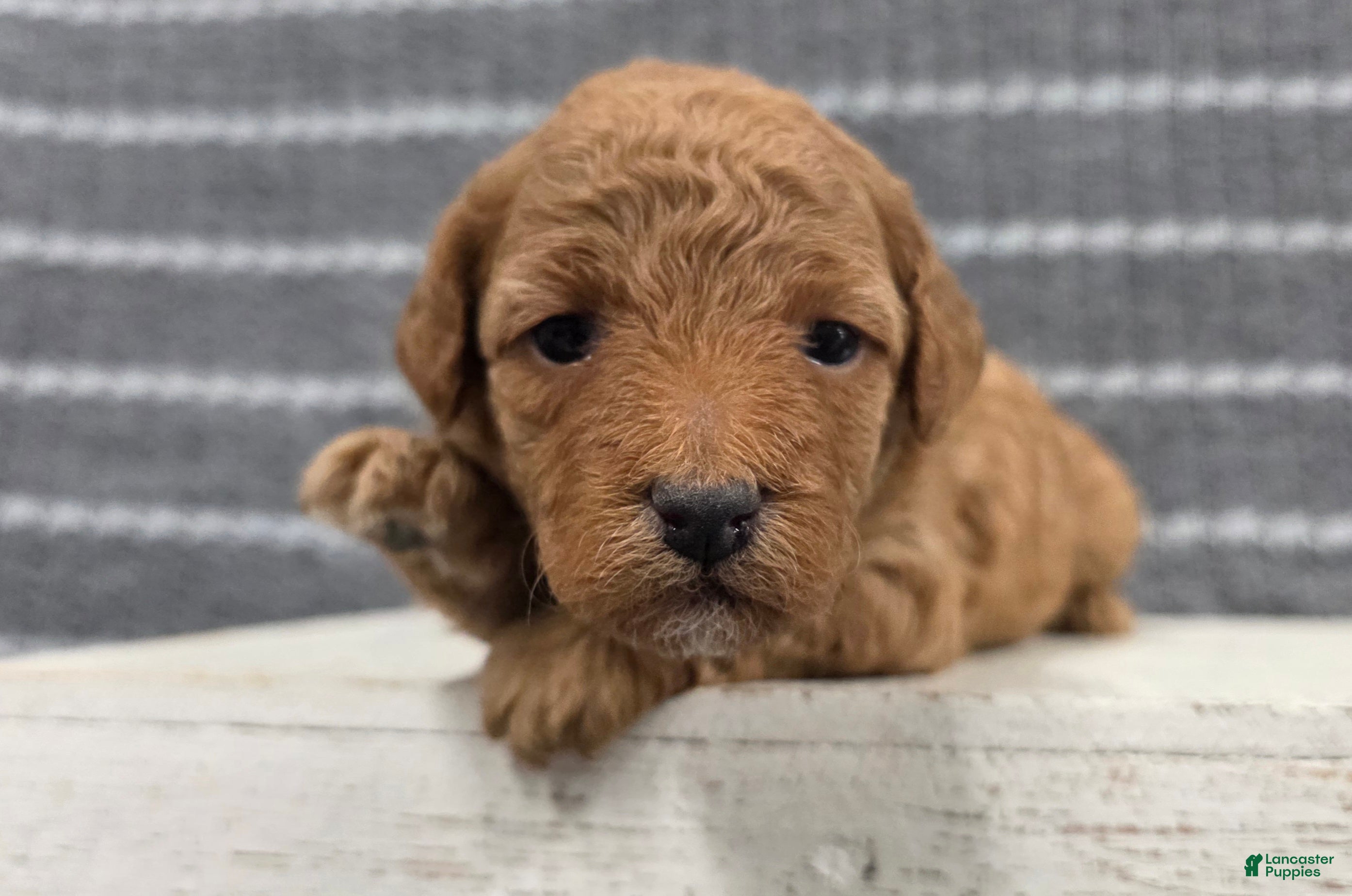 Miniature Poodle dogs Willow - Ad 2