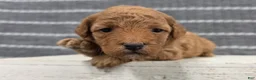 Miniature Poodle dogs for sale: Willow - Ad 2
