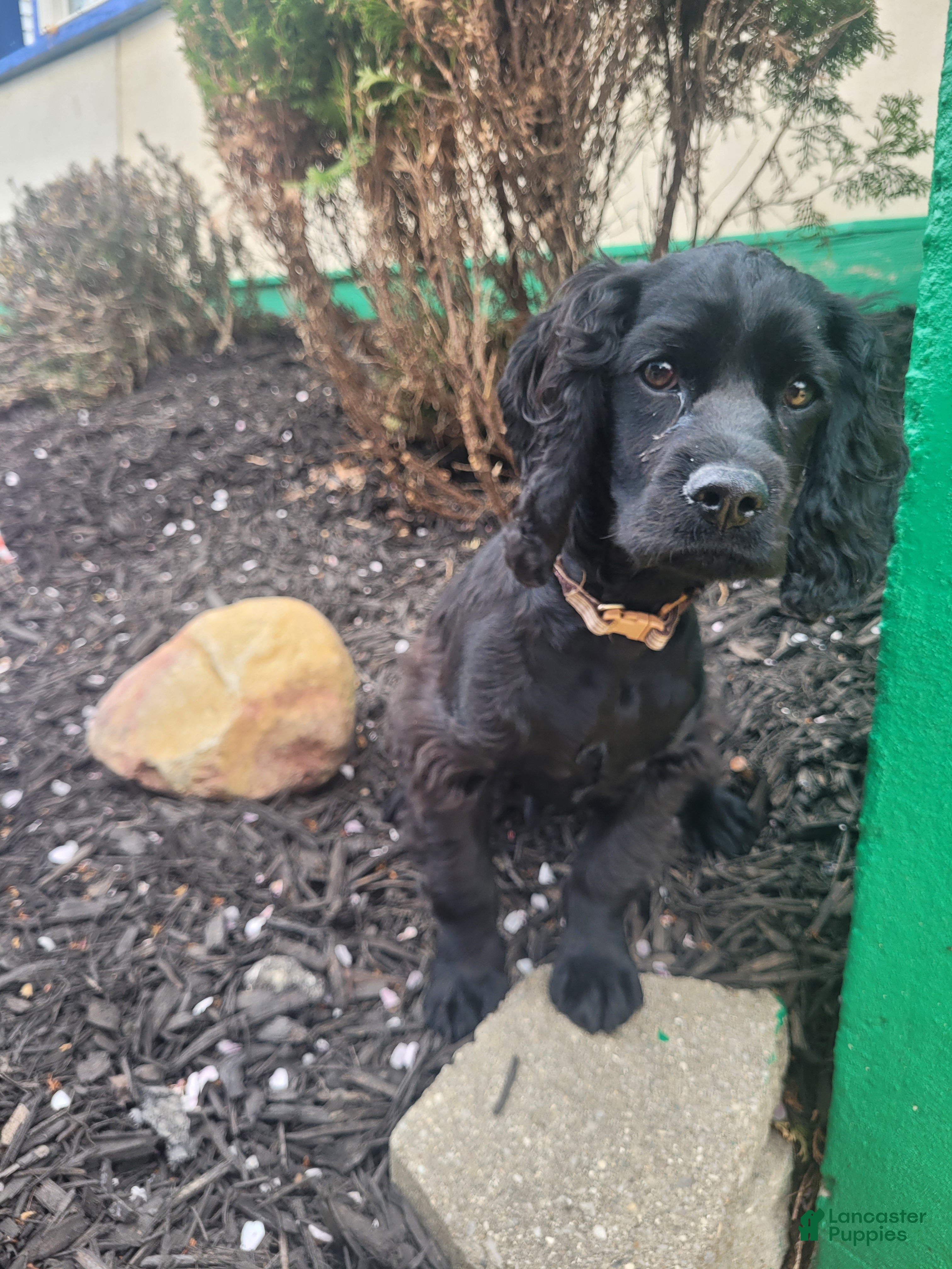 Cocker Spaniel dogs Elvis - Ad 21