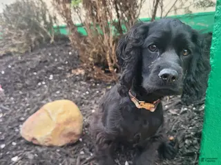Cocker Spaniel dogs Elvis - Ad 21