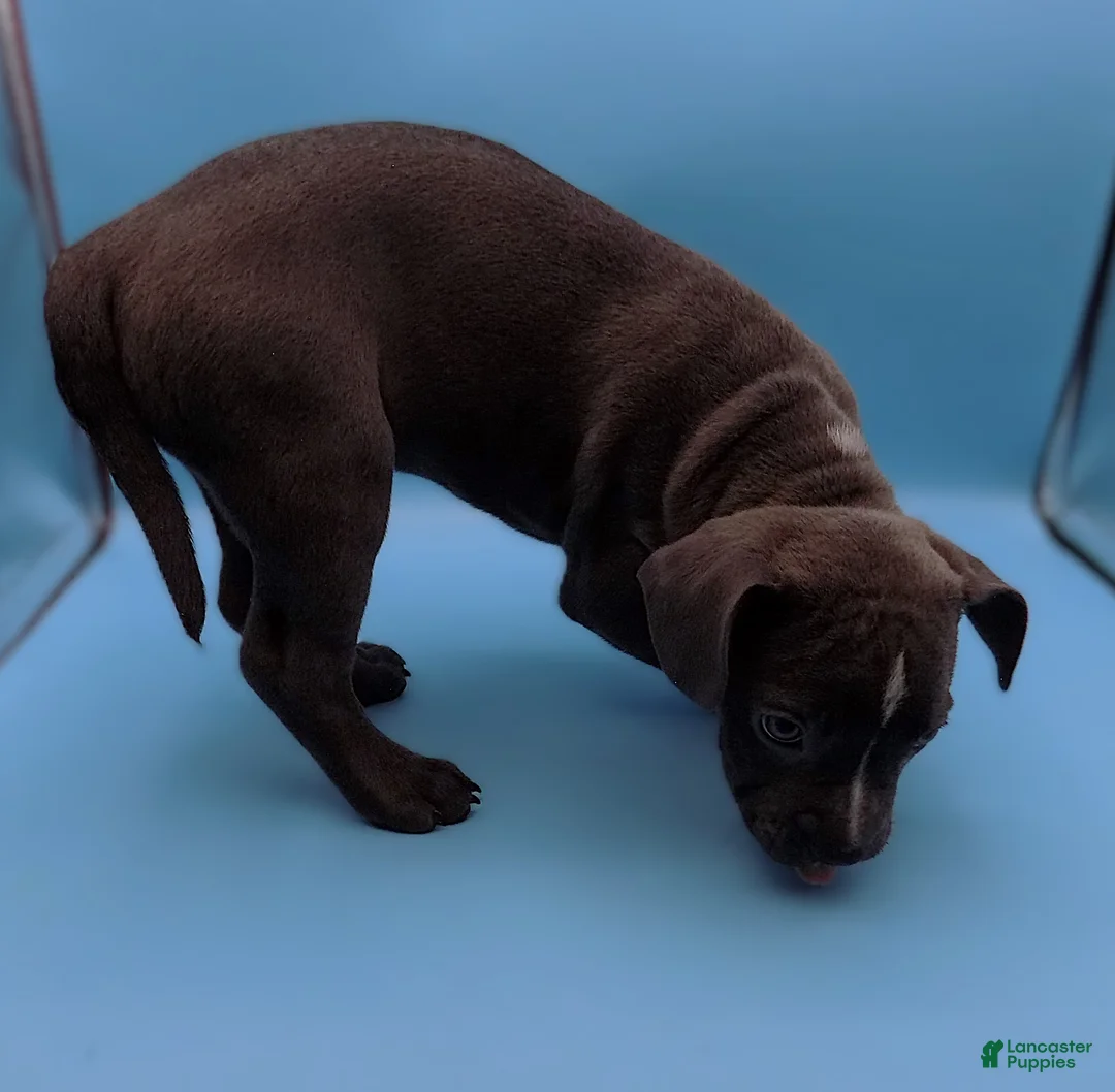 Mixed Breed dogs for sale: Lucille - Ad 5