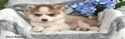 Pomsky dogs for sale: Cream Puff - Ad 4