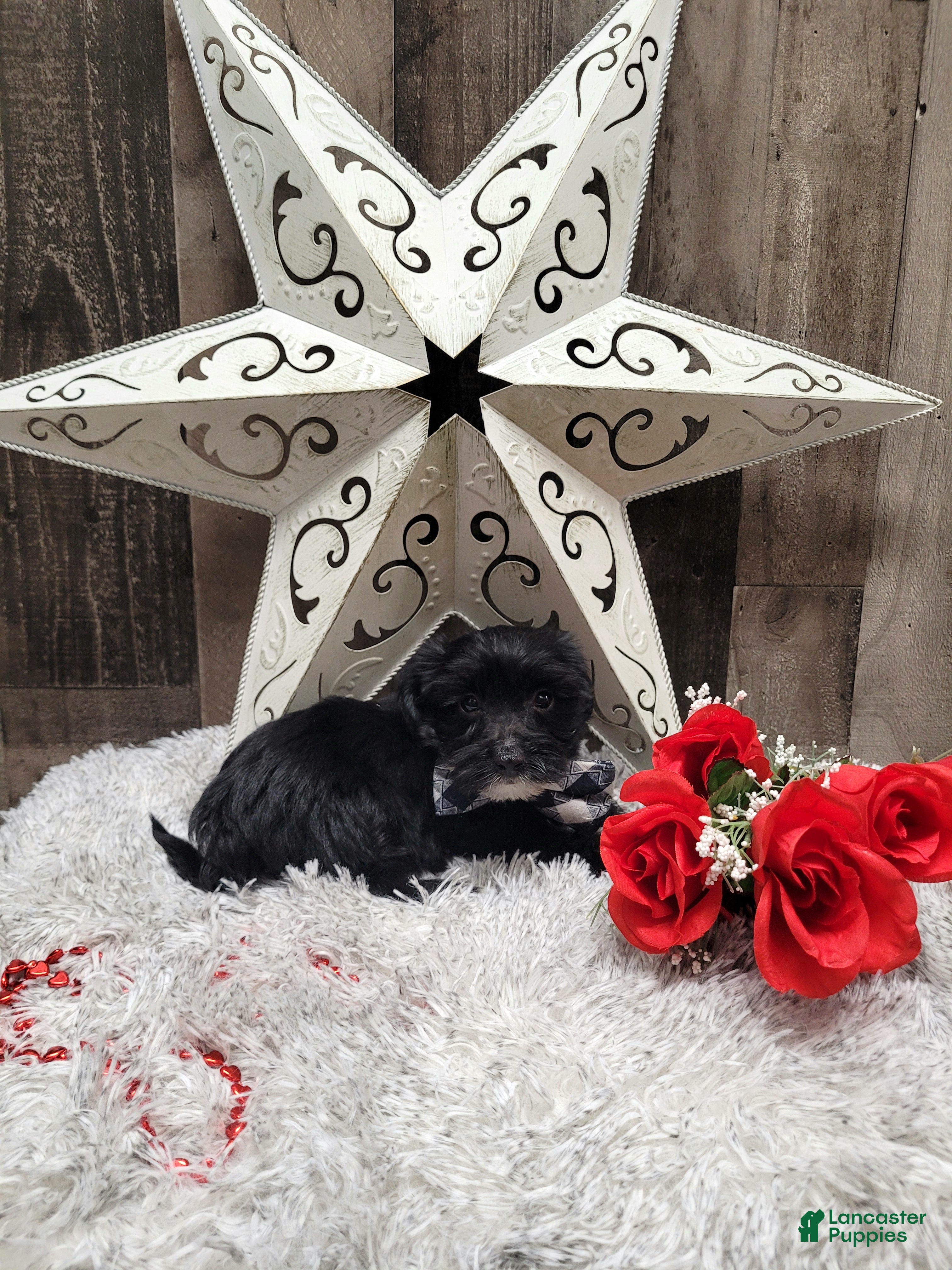 Mixed Breed dogs Muffin - Ad 8