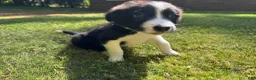Border Collie dogs for sale: Shandy - Ad 5