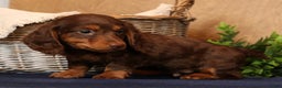 Miniature Dachshund dogs for sale: Teddy - Ad 4