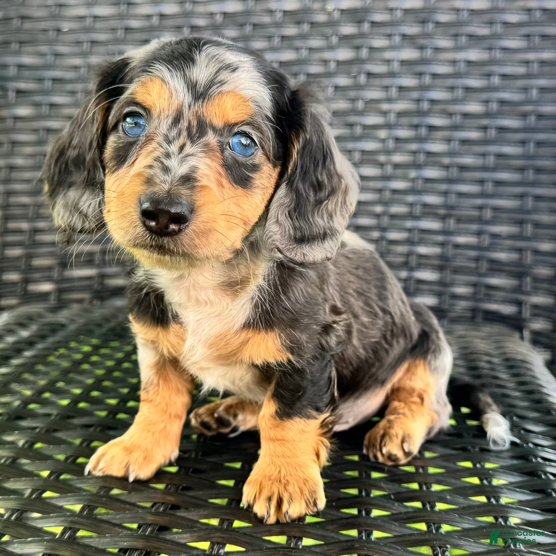 Dachshund dogs Dominic - Ad 2