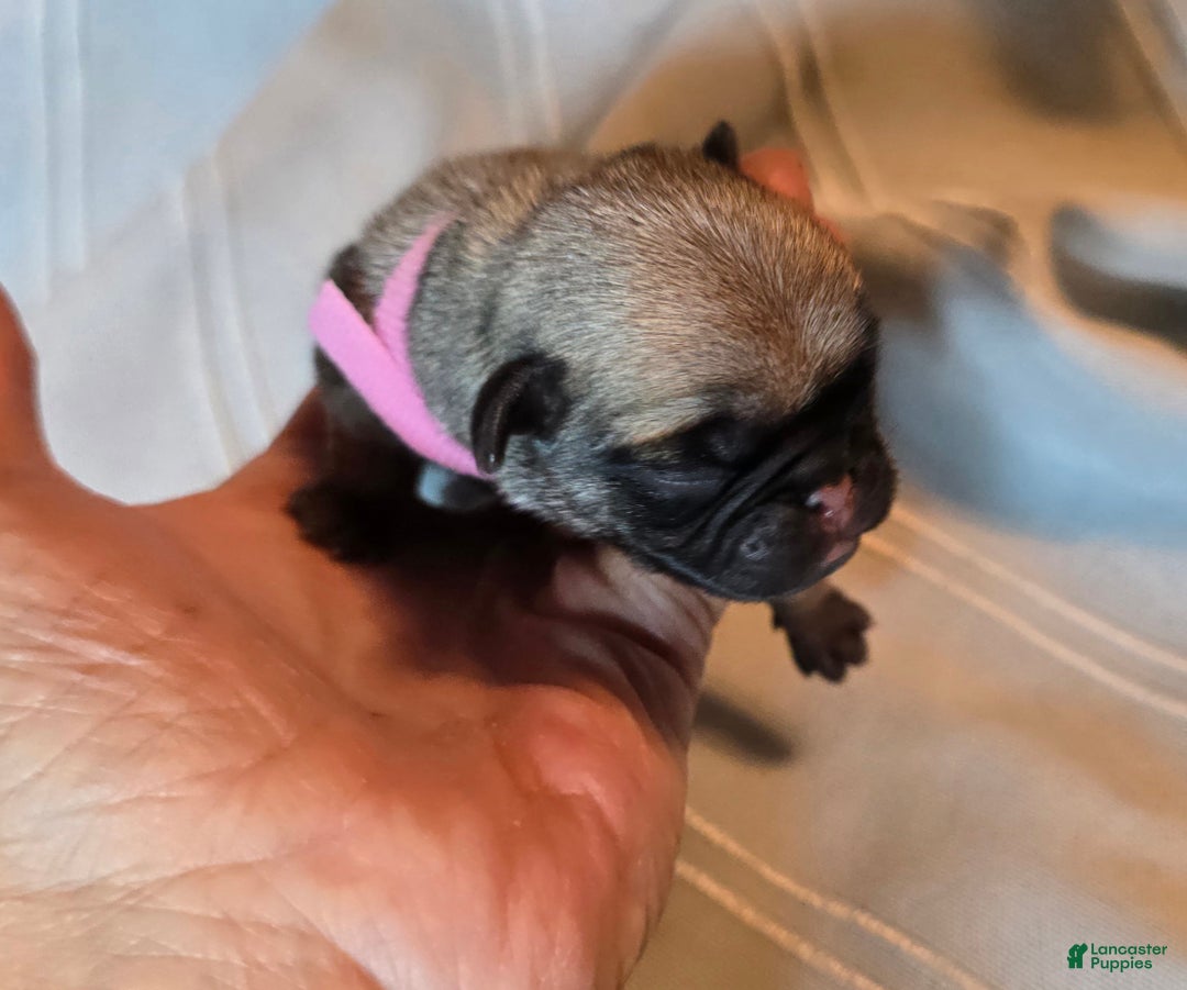 Pug dogs for sale: Farah - Ad 2