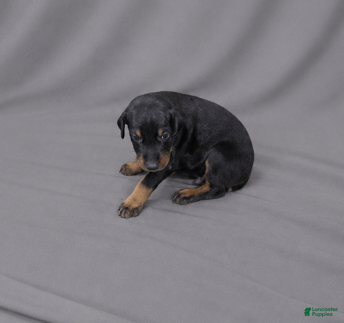 Doberman Pinscher dogs Azrael - Ad 5
