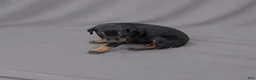 Doberman Pinscher dogs for sale: Azrael - Ad 2