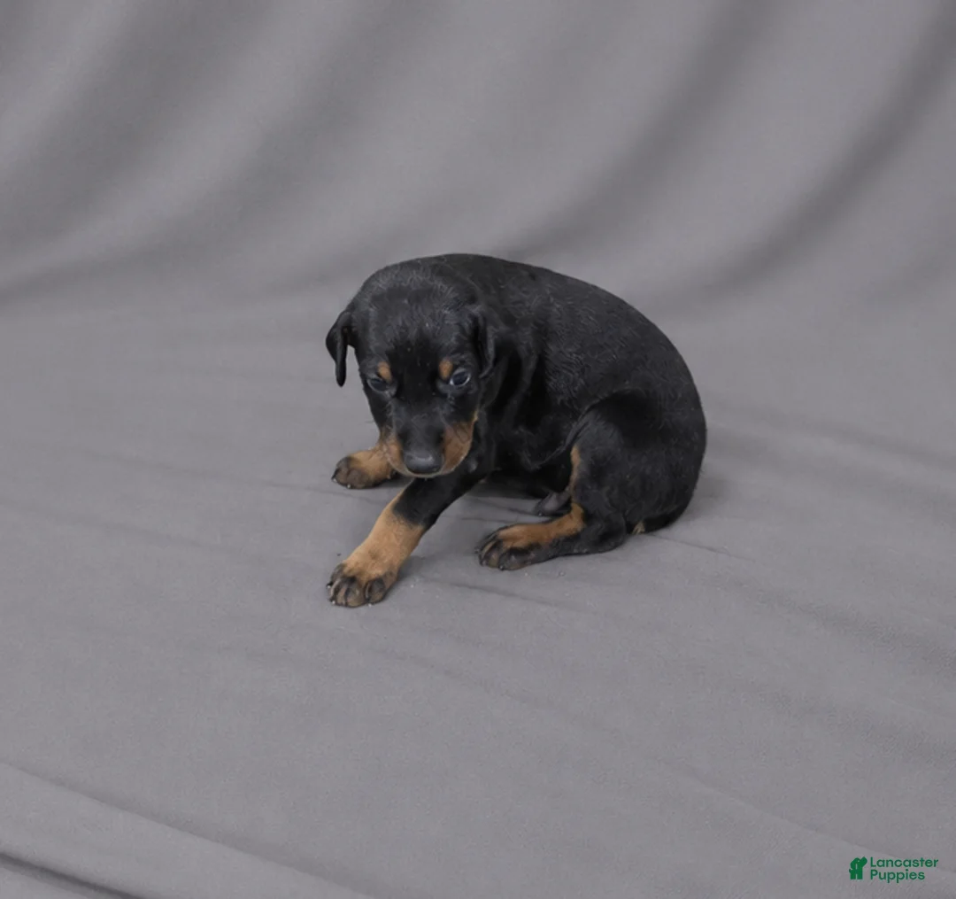 Doberman Pinscher dogs for sale: Azrael - Ad 2