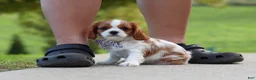 Cavalier King Charles Spaniel dogs for sale: Alec - Ad 6