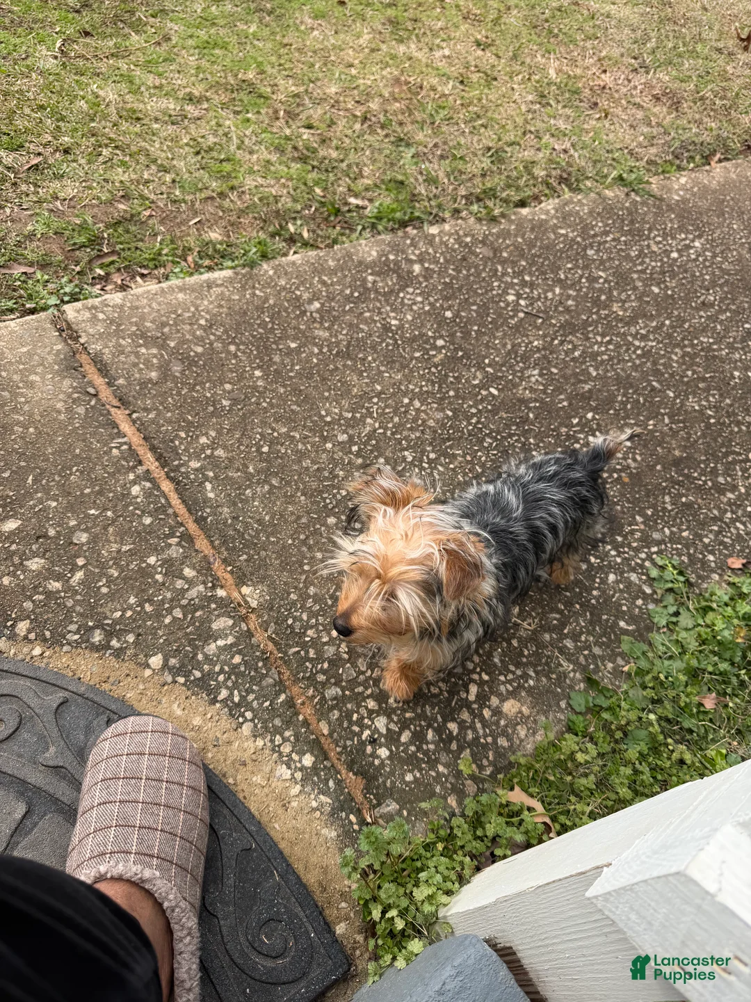Yorkiepoo dogs for sale: Yorkiepoo Puppy 1 - Ad 2