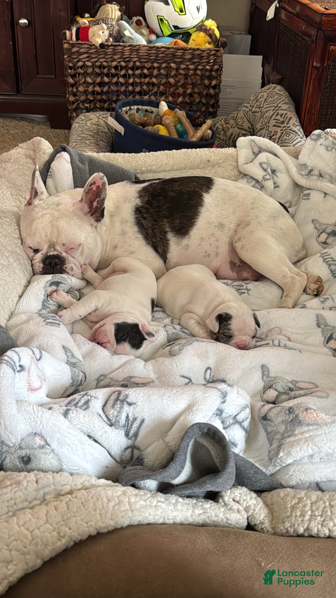 French Bulldog dogs for sale: French Bulldog Puppy 2 “Whisp” - Ad 10