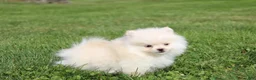 Pomeranian dogs for sale: Mochi - Ad 4