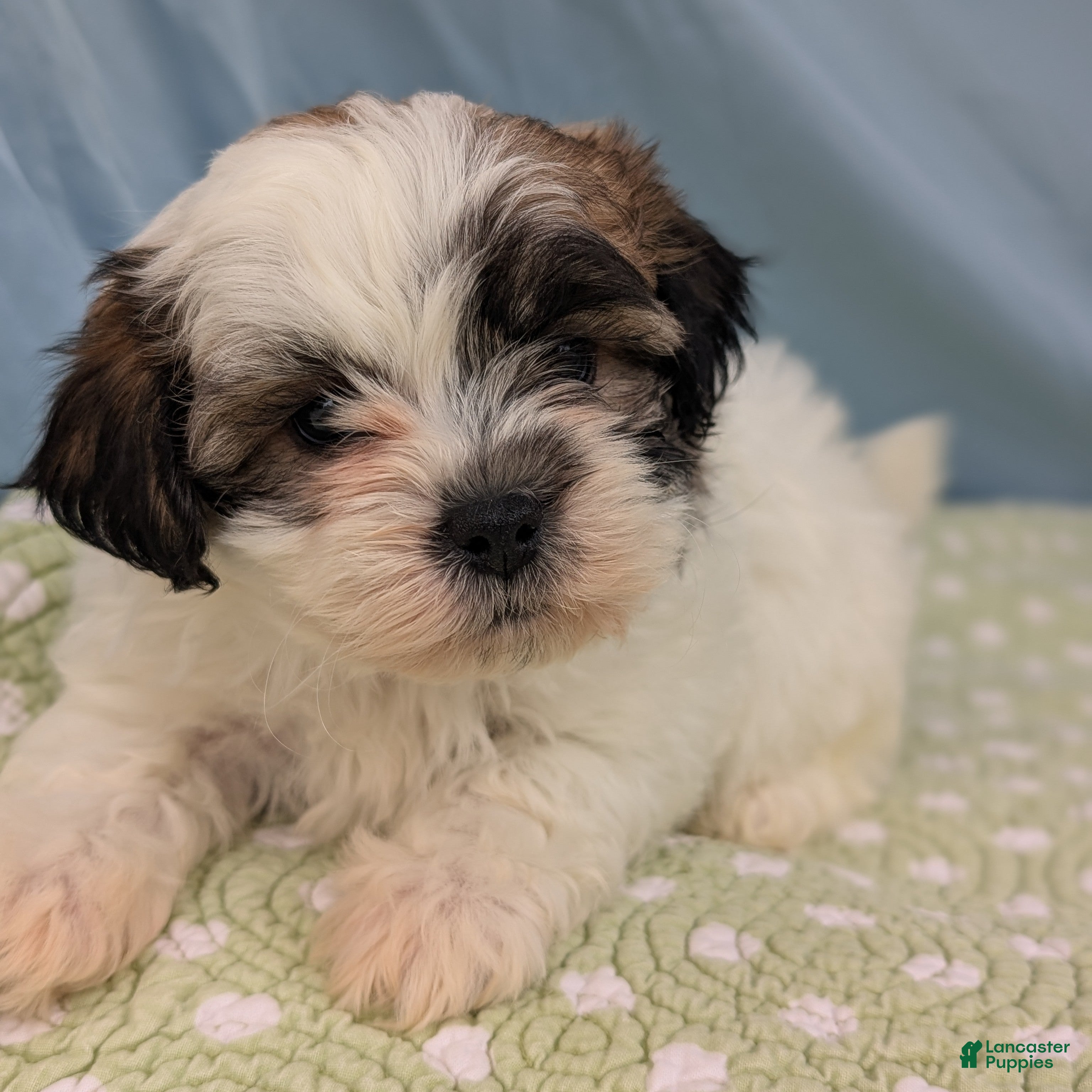 Teddy Bear dogs Owl - Ad 36