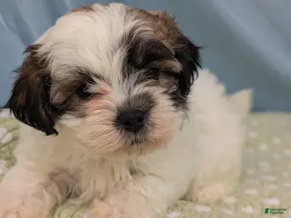 Teddy Bear dogs Owl - Ad 36