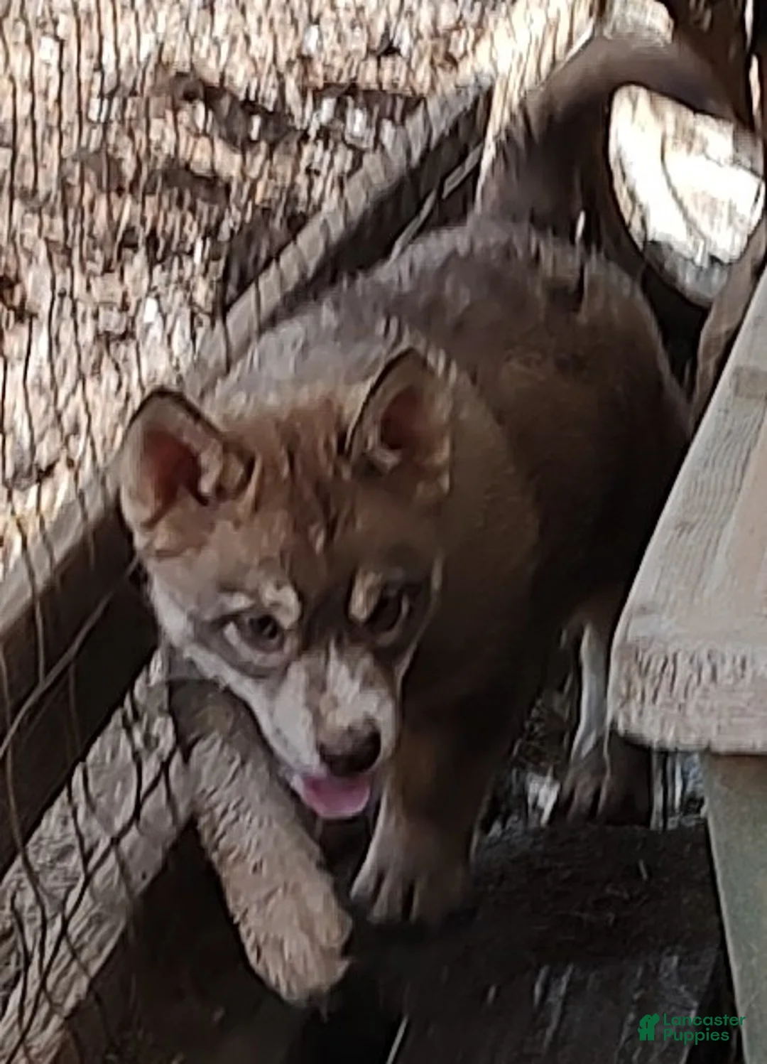 Siberian Husky dogs for sale: Siberian Husky Puppy 3 - Ad 2