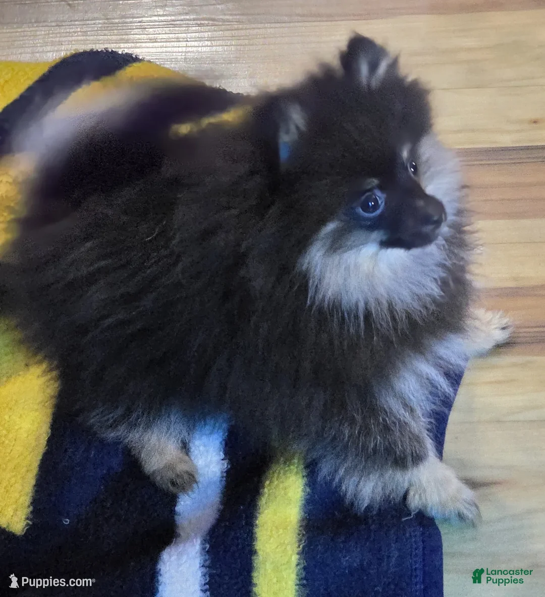 Pomeranian dogs for sale: Akc Molly  - Ad 2