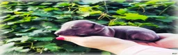 Italian Greyhound dogs for sale: Dilly - Ad 3