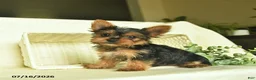 Yorkshire Terrier dogs for sale: Lariett  - Ad 3