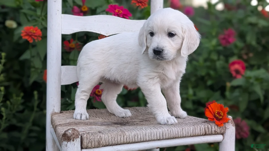 Golden Retriever dogs for sale: Bailey - Ad 2