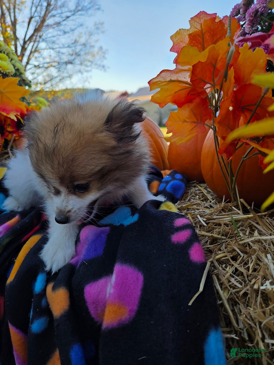 Pomeranian dogs for sale: Nicki - Ad 8