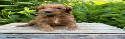 Goldendoodle dogs for sale: Athena - Ad 3