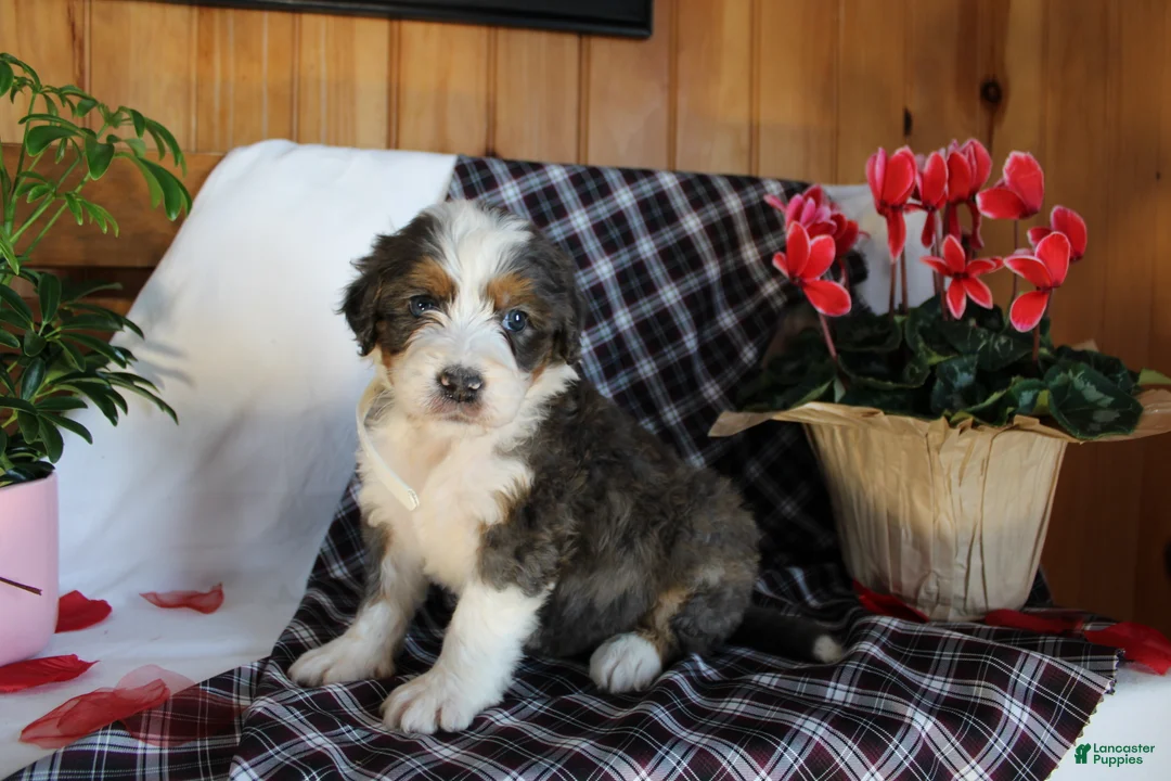 Bernedoodle dogs for sale: Shooter - Ad 3