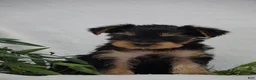 Yorkshire Terrier dogs for sale: EMERALD - Ad 7