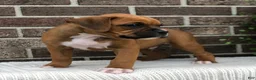 Boxer dogs for sale: Peanut - Ad 1