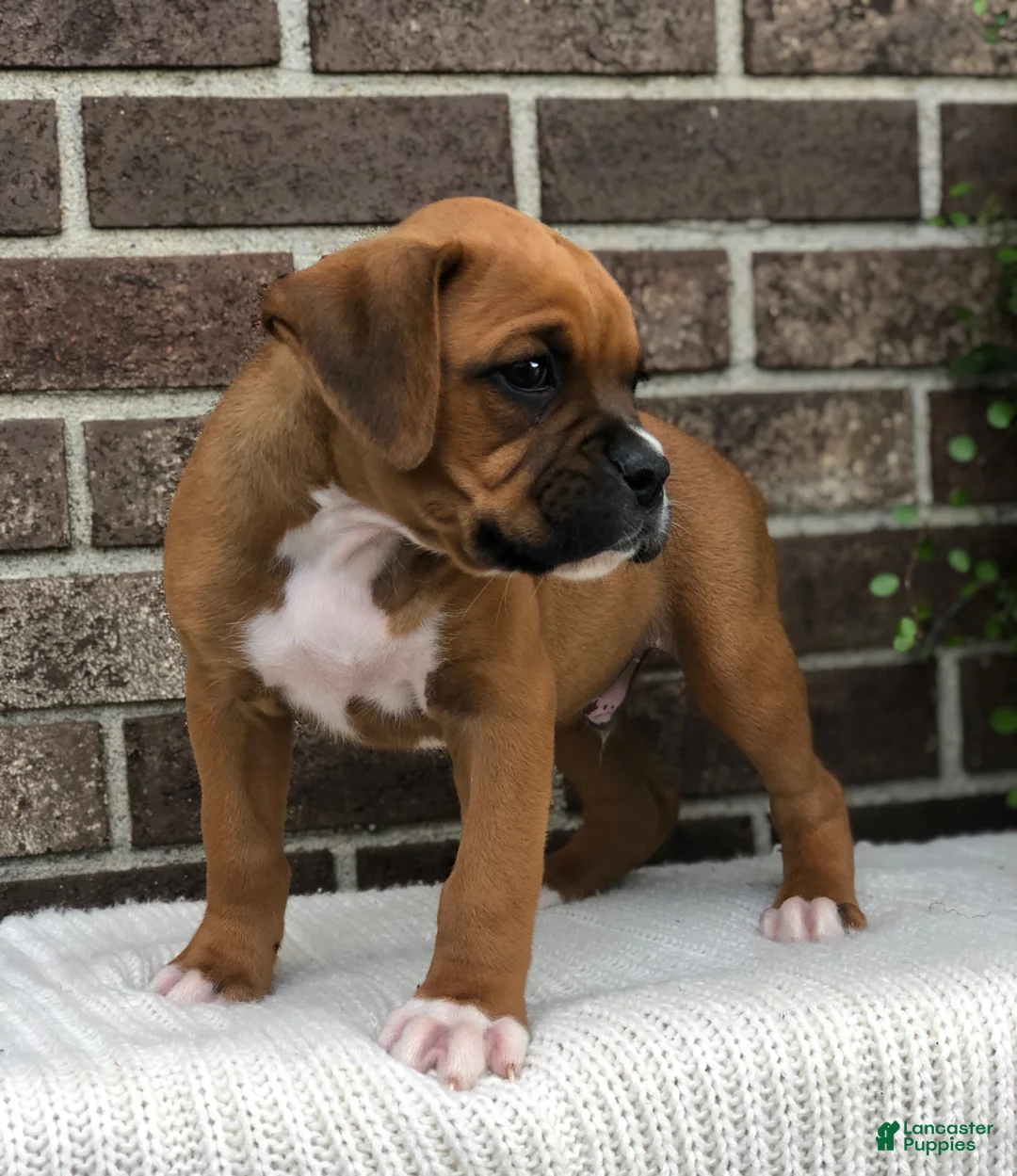 Boxer dogs for sale: Peanut - Ad 1